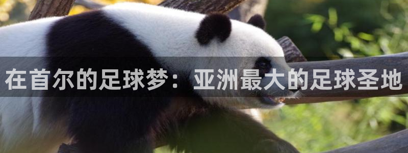 世界杯直播高清:在首尔的足球梦:亚洲最大的足球圣地